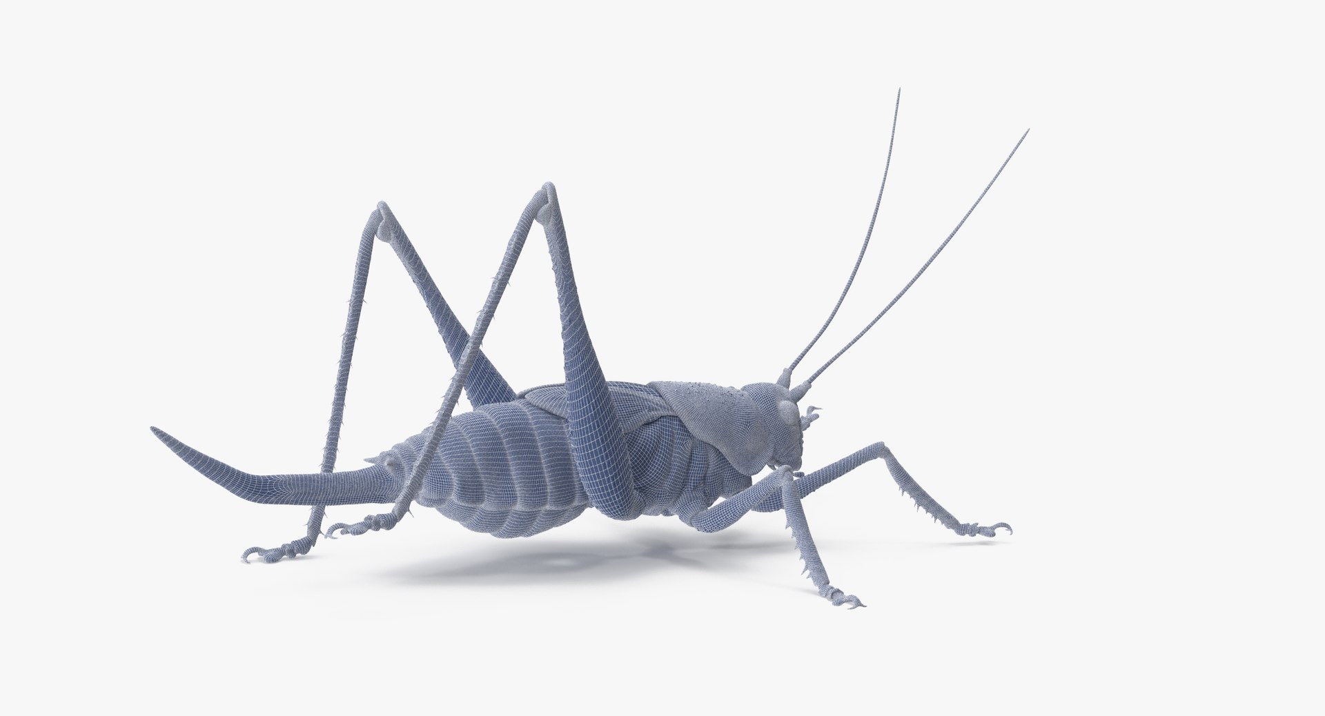 3d Rigged Grasshopper Model