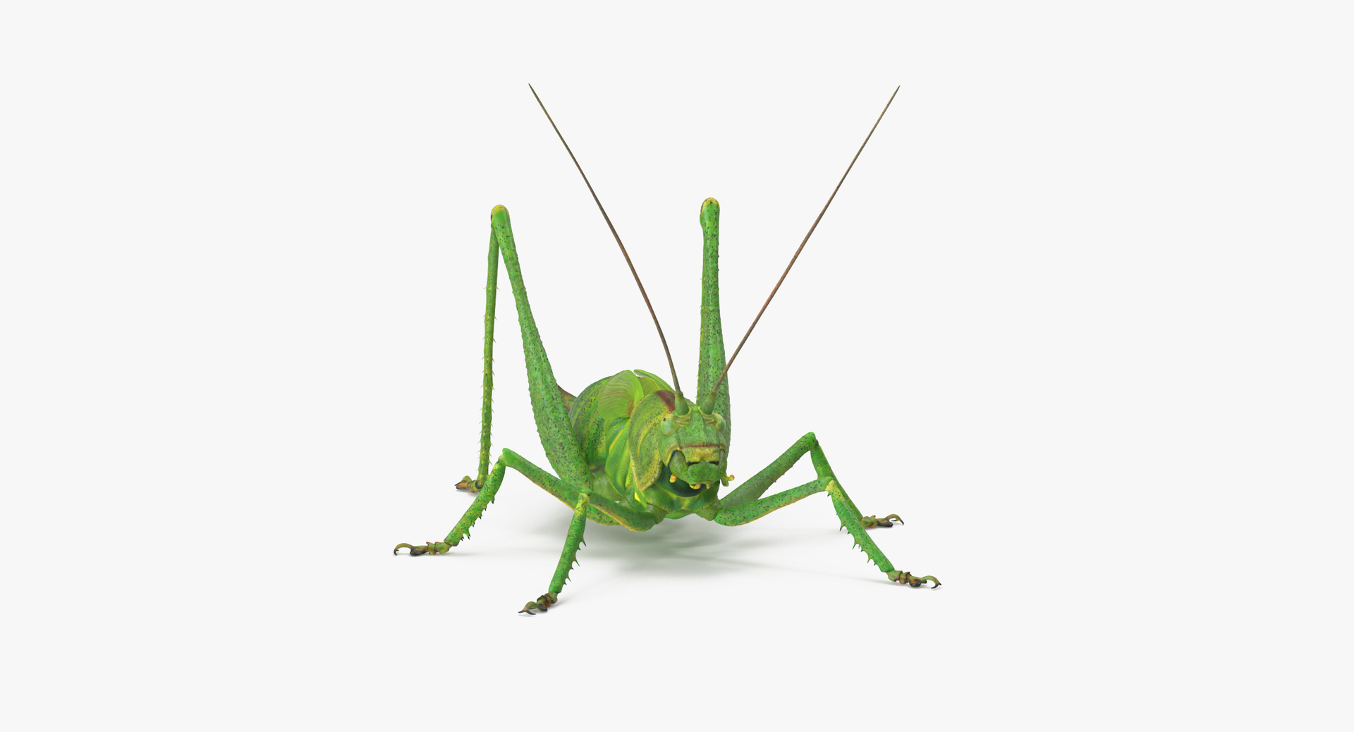 3d Rigged Grasshopper Model