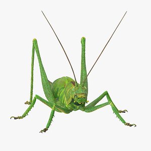3d rigged grasshopper model