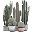 Collection de plantes de cactus exotiques 2