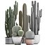 Collection de plantes de cactus exotiques 2