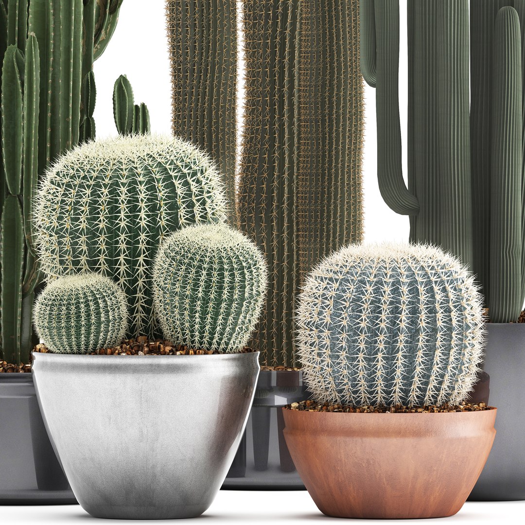 plants exotic cactus saguaro model https://p.turbosquid.com/ts-thumb/6e/2p2XW0/IroiyO9T/cactus05041902/jpg/1554643312/1920x1080/fit_q87/be6bfdb1fd5bcd4ddd57273c9772ab4bc8080125/cactus05041902.jpg