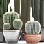 Collection de plantes de cactus exotiques 2