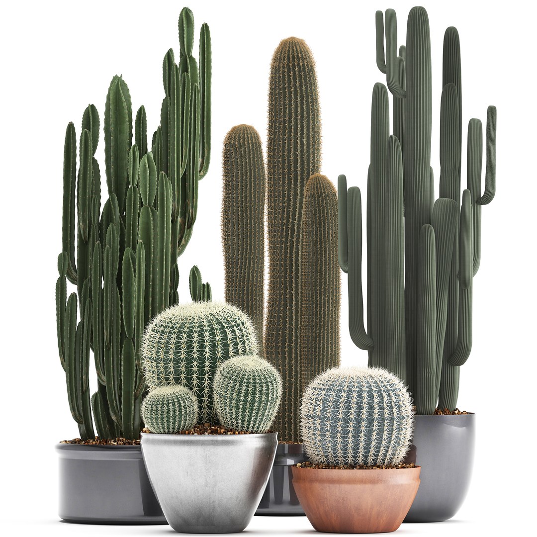 plants exotic cactus saguaro model https://p.turbosquid.com/ts-thumb/6e/2p2XW0/c1iYZmGr/cactus05041901/jpg/1554643312/1920x1080/fit_q87/7a7b306e7165c6046ad8a3cf0e390f232b49621c/cactus05041901.jpg
