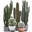 Collection de plantes de cactus exotiques 2