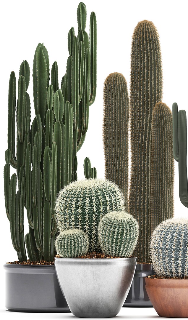 plants exotic cactus saguaro model https://p.turbosquid.com/ts-thumb/6e/2p2XW0/dNHsqwL0/cactus05041903/jpg/1554643312/1920x1080/fit_q87/0459391aee2f1c07fbf056efd6390f093f237416/cactus05041903.jpg