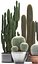 Collection de plantes de cactus exotiques 2