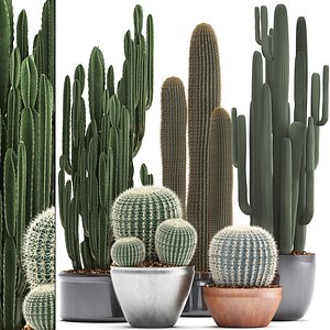 Collection of Exotic Cactus Plants 2
