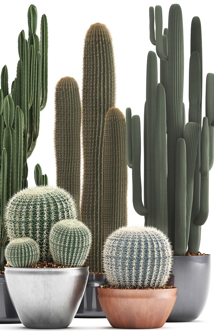 plants exotic cactus saguaro model https://p.turbosquid.com/ts-thumb/6e/2p2XW0/zrI8UXHK/cactus05041904/jpg/1554643312/1920x1080/fit_q87/a980b910ed52f5056e8fd032aded5653d7943abe/cactus05041904.jpg
