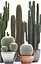 Collection de plantes de cactus exotiques 2