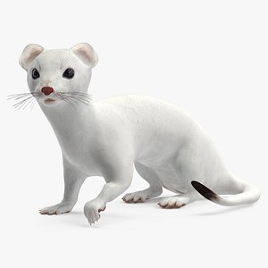 Ermine Mammal White Rigged 3D model