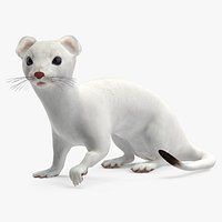 Ermine Mammal White Rigged1