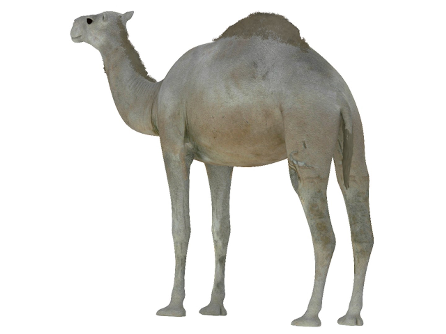 white camel 3d model https://p.turbosquid.com/ts-thumb/6e/F4XEaf/0SxNdnGQ/render5/jpg/1282750713/1920x1080/fit_q87/5f9b2a34a89927146615e1a210162e577d6e3eb4/render5.jpg