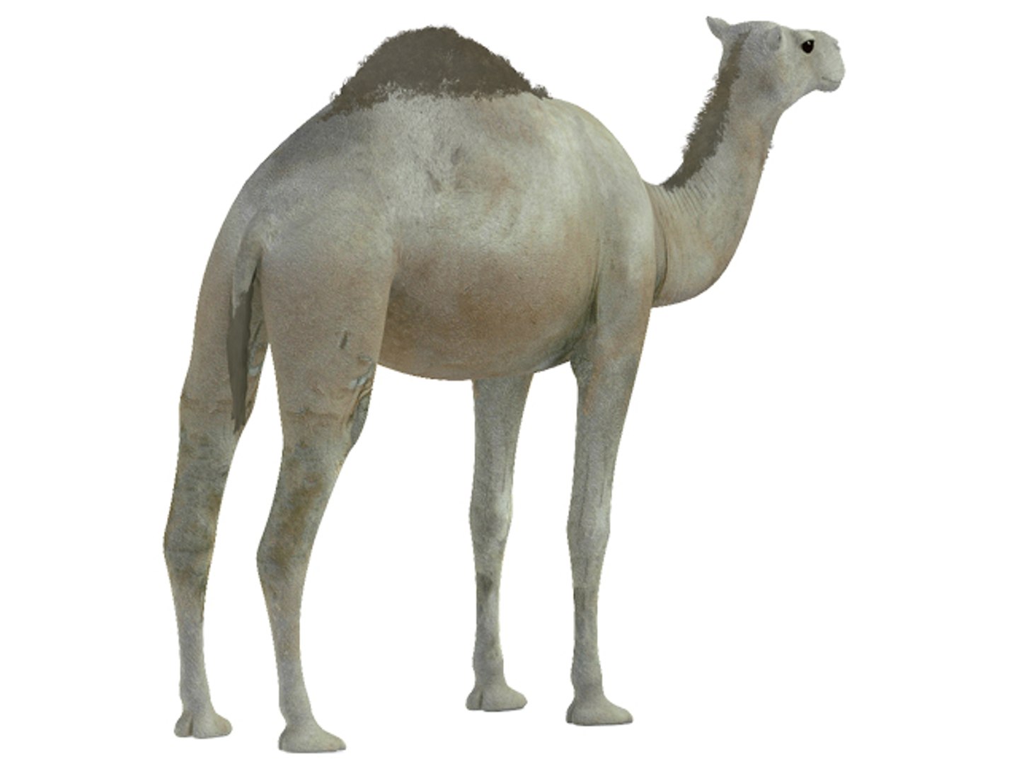 white camel 3d model https://p.turbosquid.com/ts-thumb/6e/F4XEaf/4Kh3QWzs/render4/jpg/1282750713/1920x1080/fit_q87/8257bf82e2b0b3f53f696ba4e18c89d179a73e5e/render4.jpg