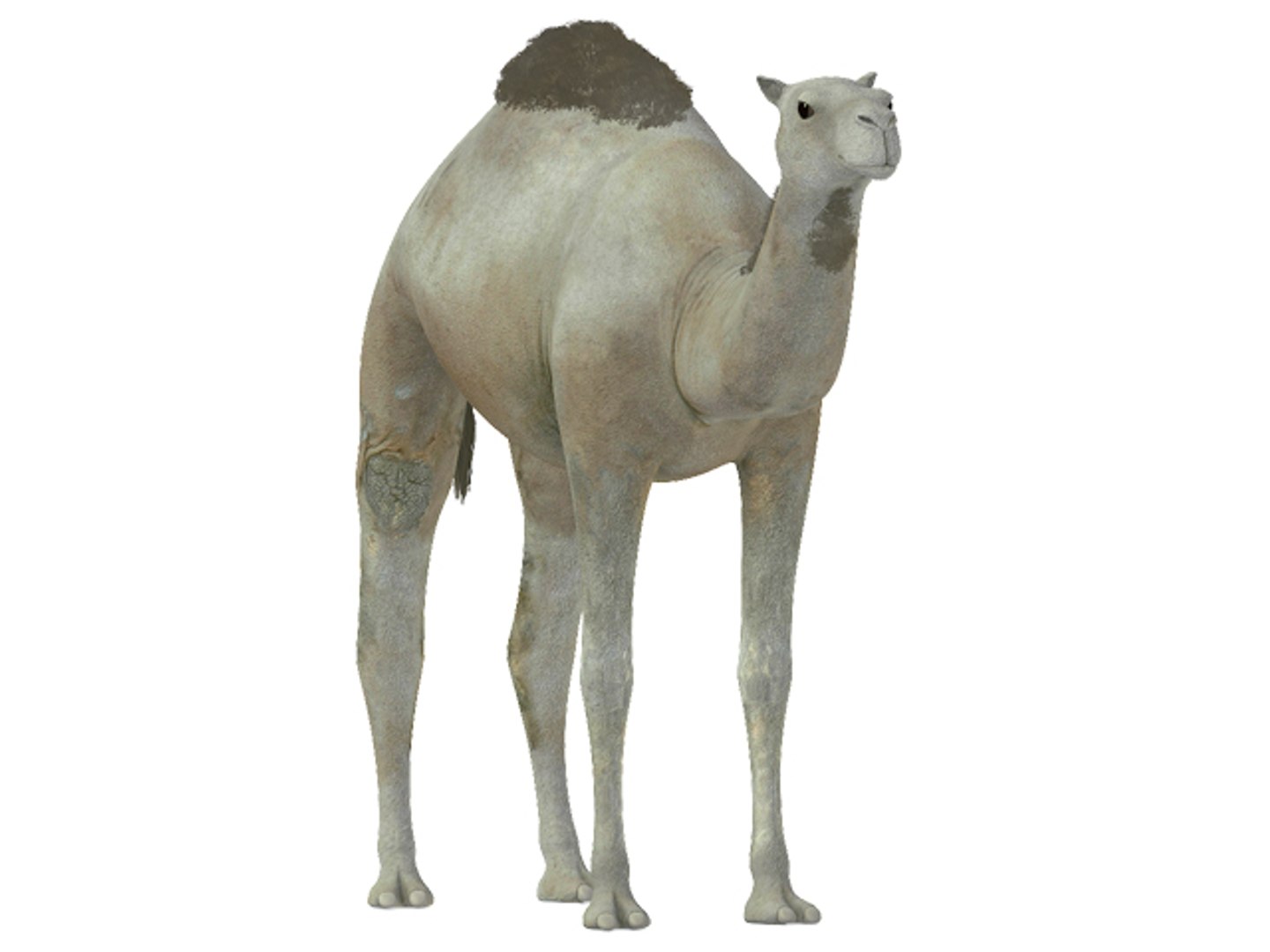 white camel 3d model https://p.turbosquid.com/ts-thumb/6e/F4XEaf/5KHsncTk/render3/jpg/1282750713/1920x1080/fit_q87/adef16697142f946bb496342fd2048c0a1ab81ea/render3.jpg