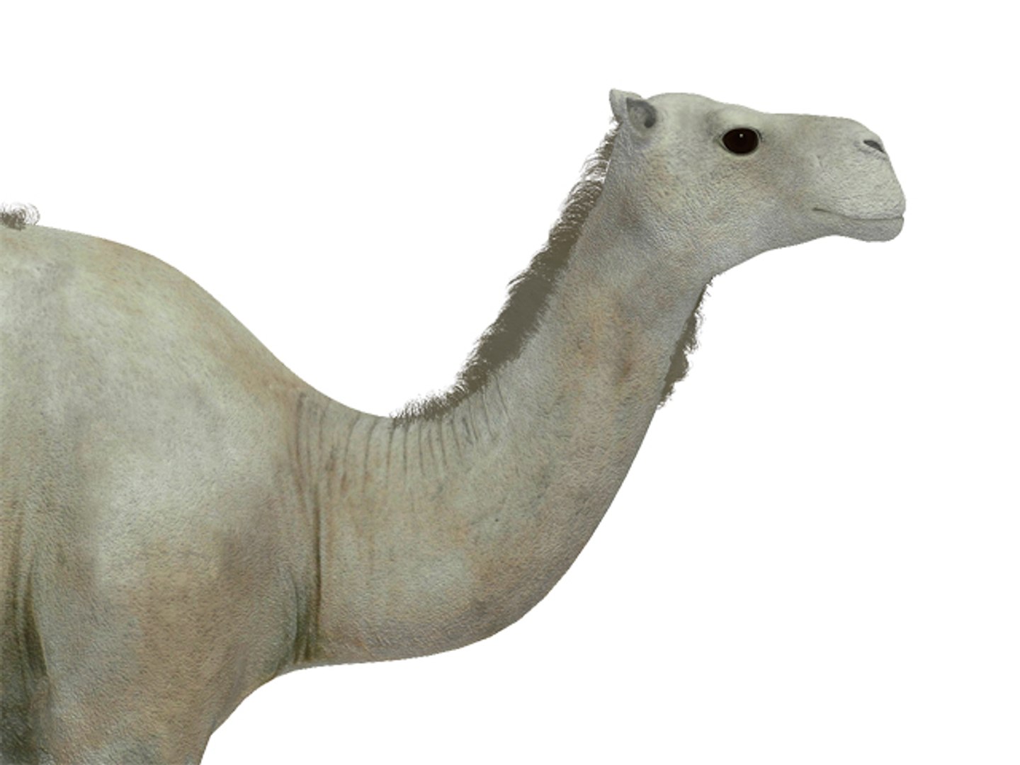 white camel 3d model https://p.turbosquid.com/ts-thumb/6e/F4XEaf/L0mLHrZV/render7/jpg/1282750713/1920x1080/fit_q87/37016611792f0de4ce378e17b5229b244250971f/render7.jpg