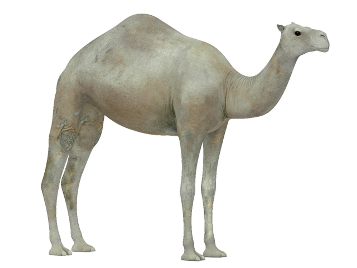 white camel 3d model https://p.turbosquid.com/ts-thumb/6e/F4XEaf/VnEVujec/render6/jpg/1282750713/1920x1080/fit_q87/5a4b5317b7e0fbaa6291bac36a33e2e77869daba/render6.jpg