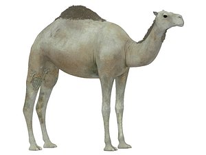 white camel 3d model