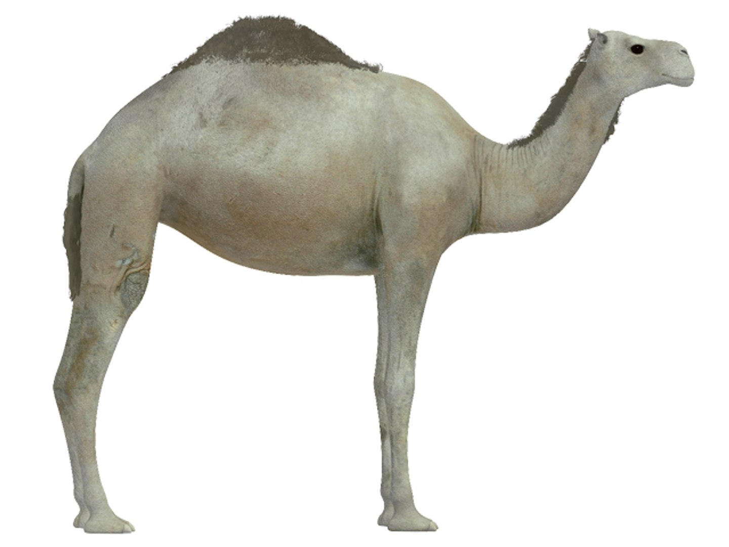 white camel 3d model https://p.turbosquid.com/ts-thumb/6e/F4XEaf/pv0R58H7/render2/jpg/1282750713/1920x1080/fit_q87/0925bf10ddbf5979f8e8b9fbe4be585d83505272/render2.jpg