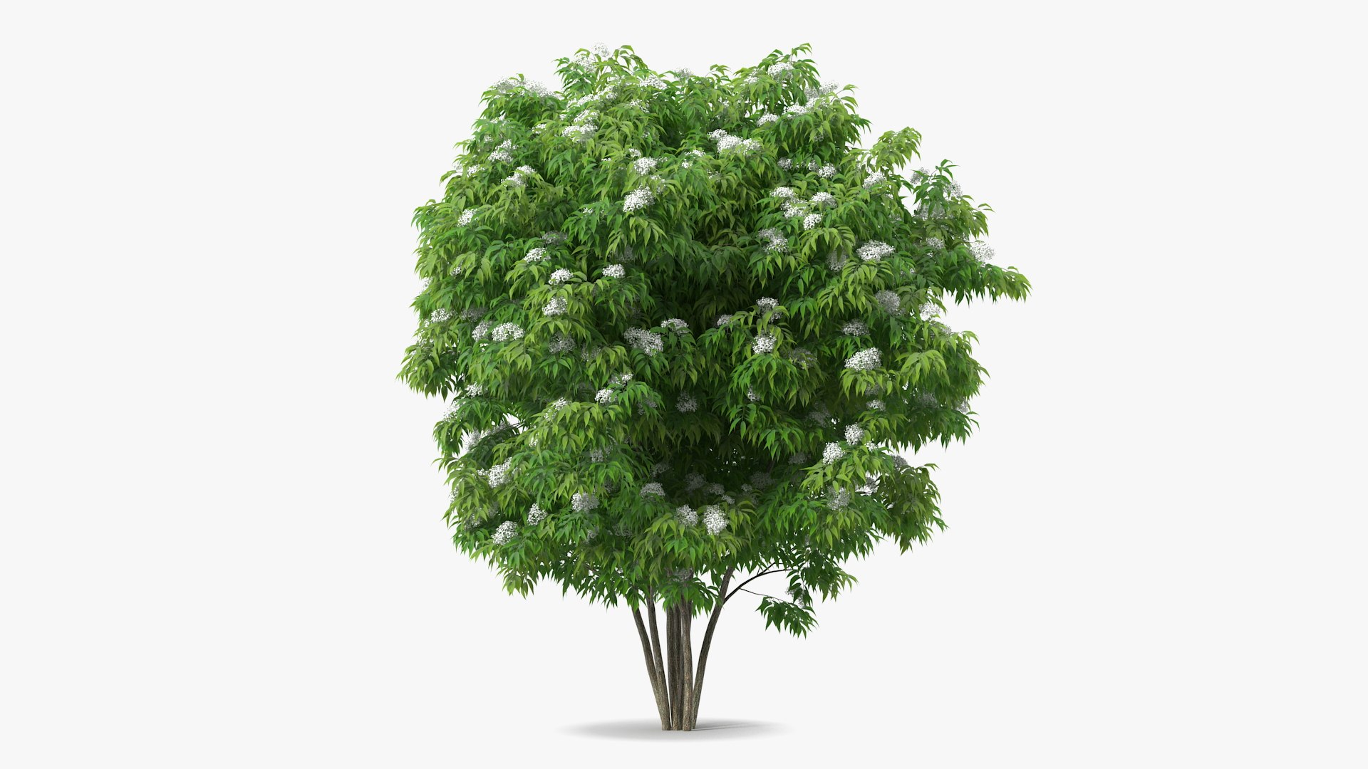 3D model Bushes Collection 6 https://p.turbosquid.com/ts-thumb/6e/V7RwSr/iC/bushescollection63dmodel030/jpg/1668169567/1920x1080/fit_q87/9905a976fcd4ca0b5c6a3590745a18251c760233/bushescollection63dmodel030.jpg