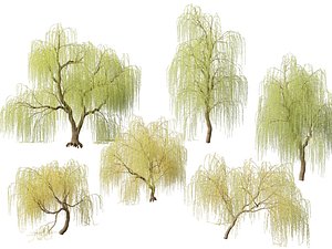 3D model HighpolyLowPoly - Salix tristis - Golden weeping willow