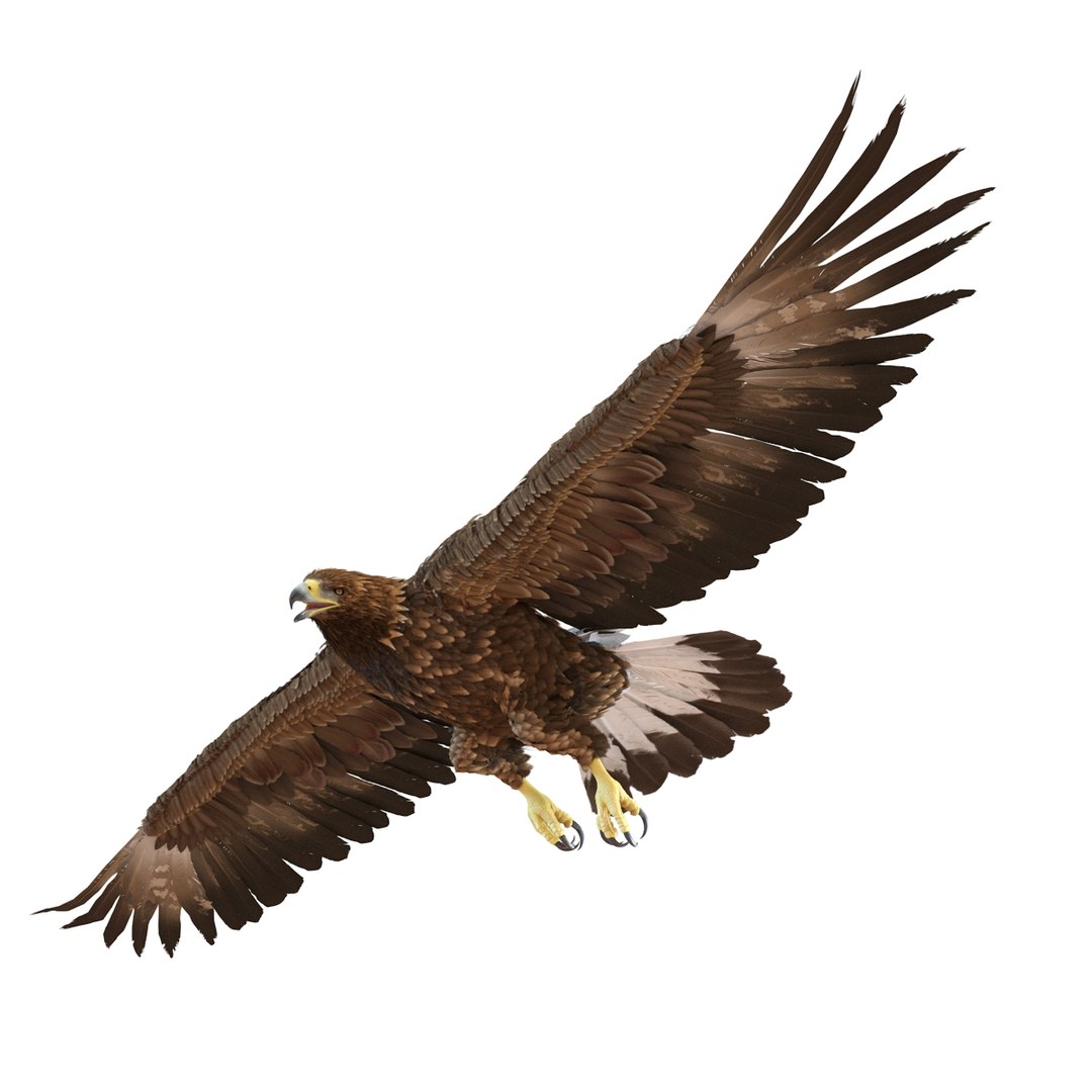 3d Golden Eagle Pose 7 Model