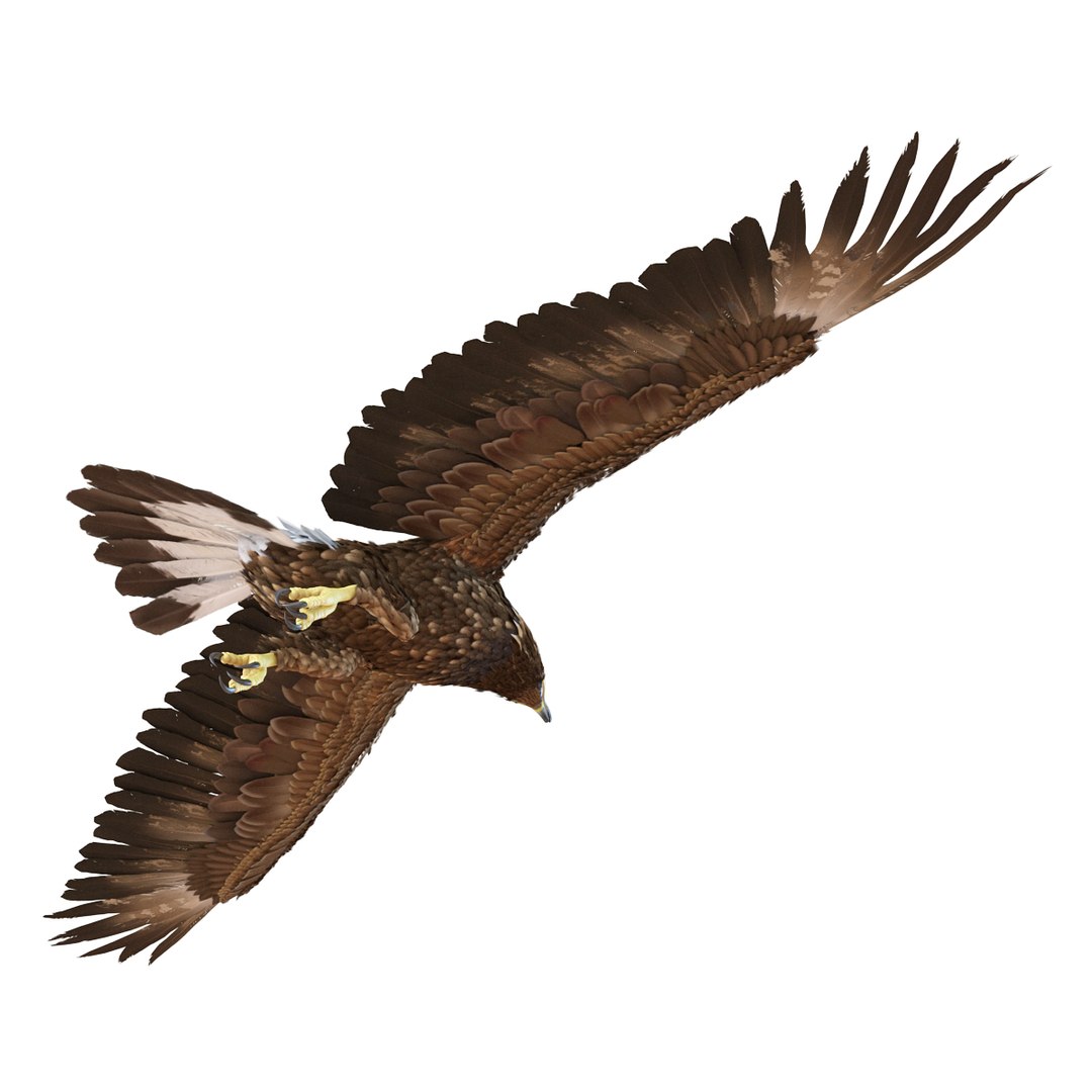 3d Golden Eagle Pose 7 Model