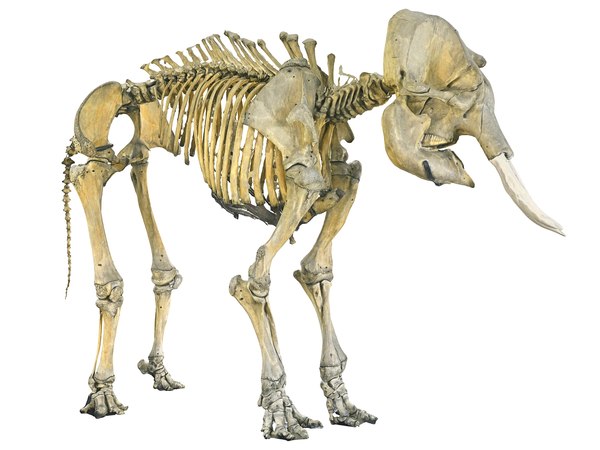 3D elephant skeleton hd model