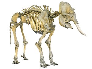 Elephant Skeleton HD