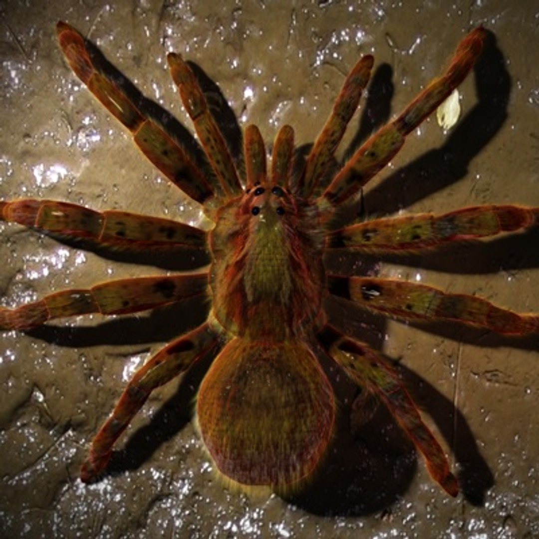 3d Spider Normal Animation Model