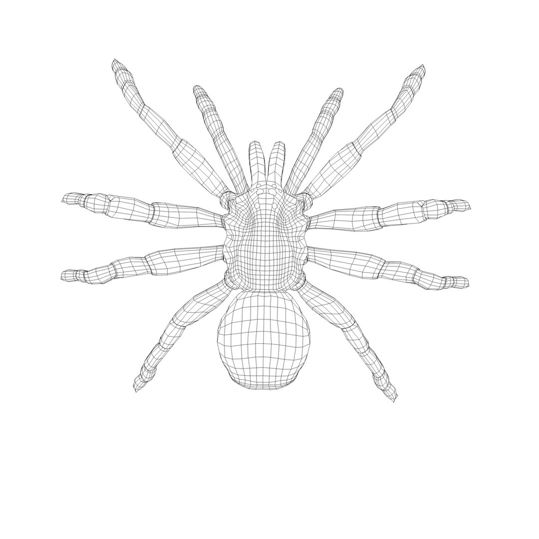 3d spider normal animation model