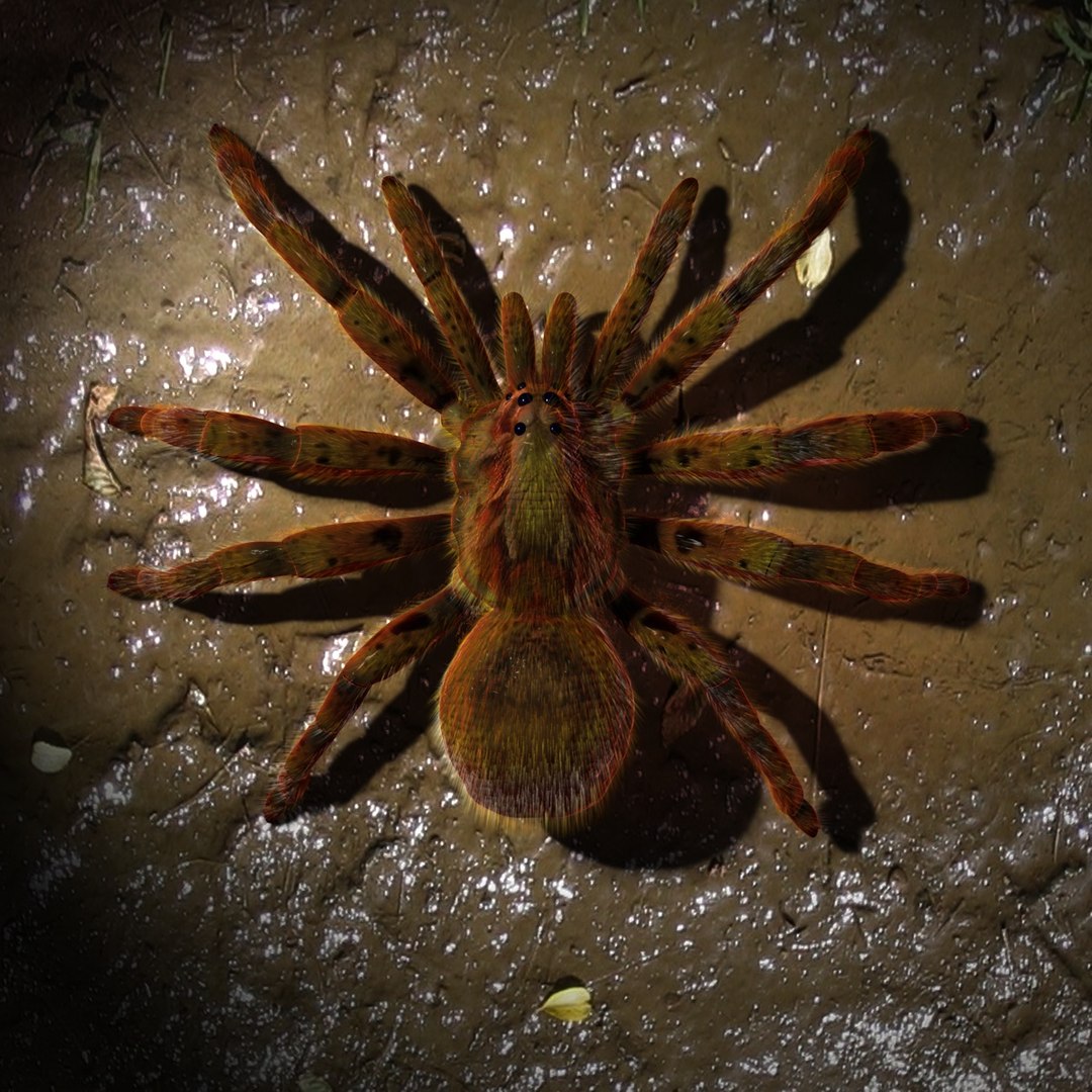 3d Spider Normal Animation Model