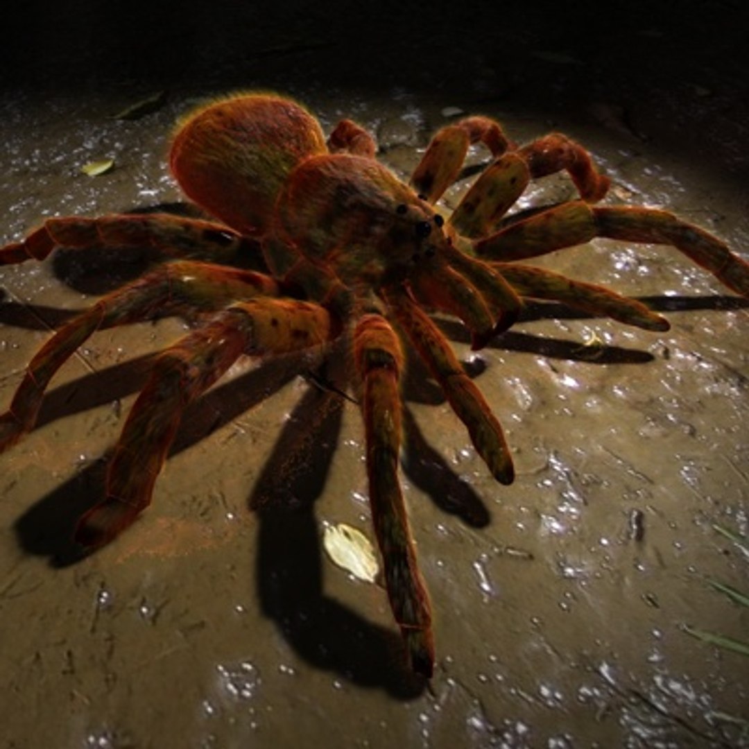 3d Spider Normal Animation Model