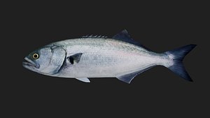 3D Bluefish