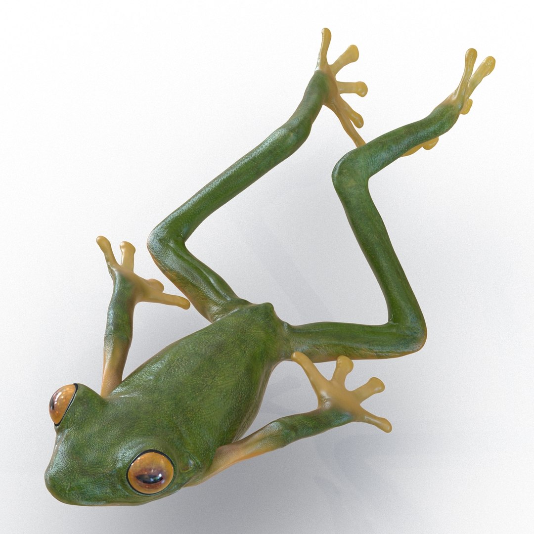 Tree Frog Pose 4 3d Model