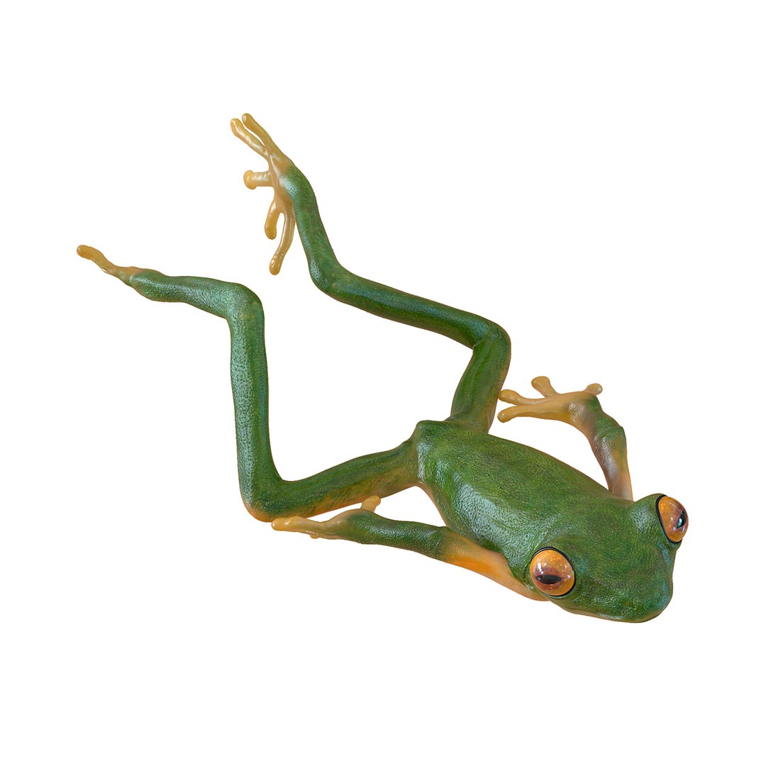 Tree Frog Pose 4 3D model preview