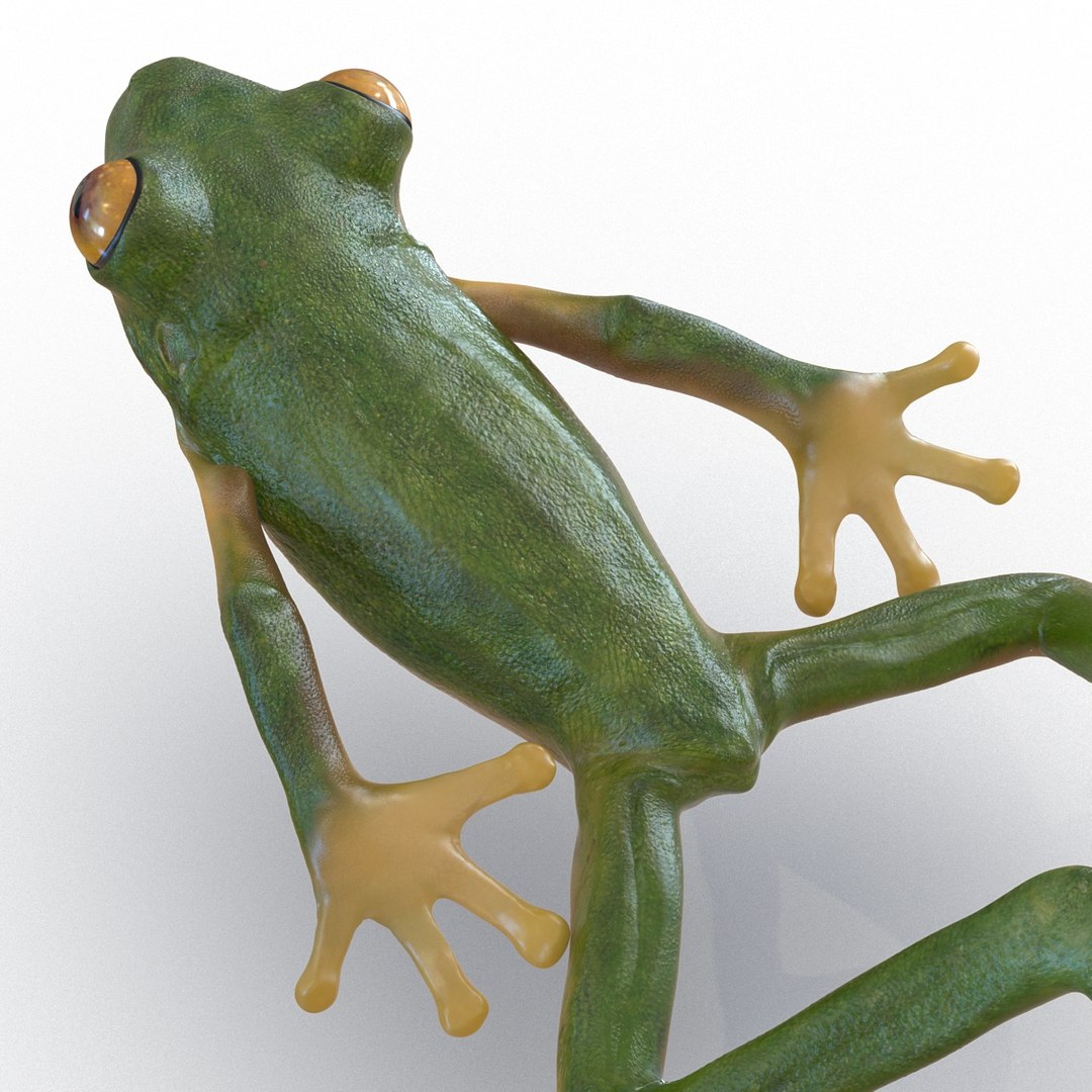 Tree Frog Pose 4 3d Model