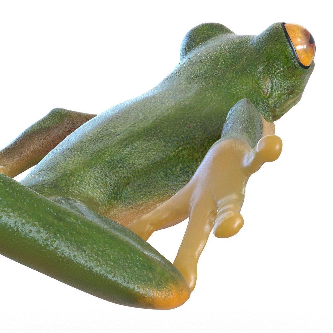 Tree Frog Pose 4 3d Model