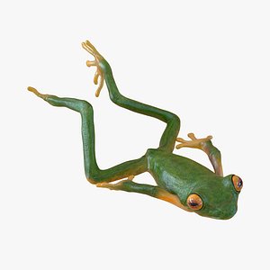 Tree Frog Pose 4