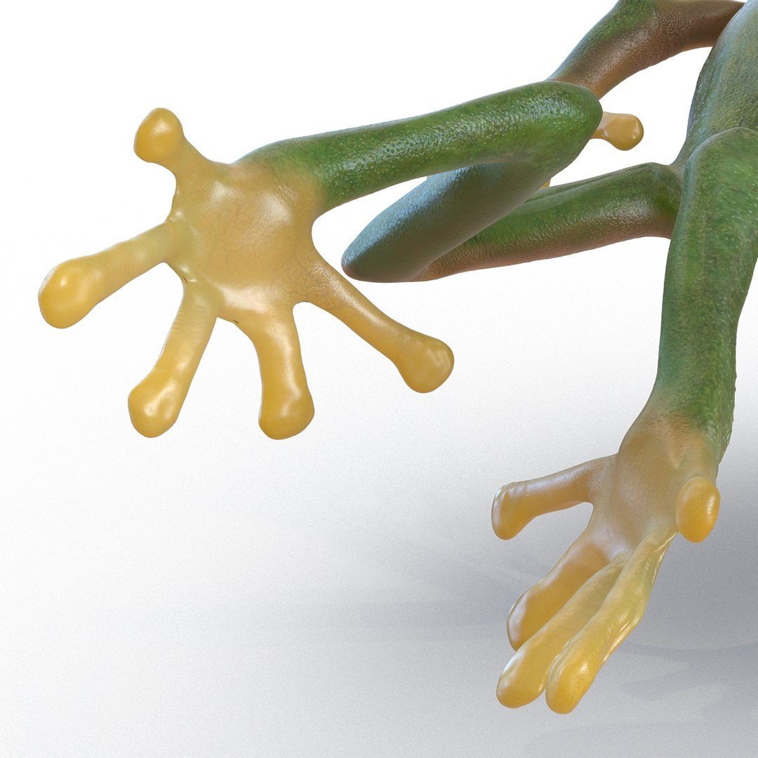Tree Frog Pose 4 3d Model