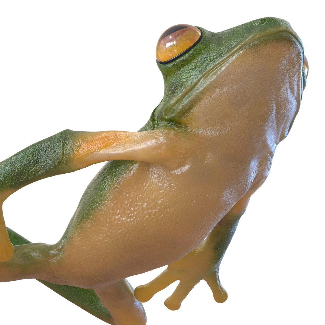 Tree Frog Pose 4 3d Model