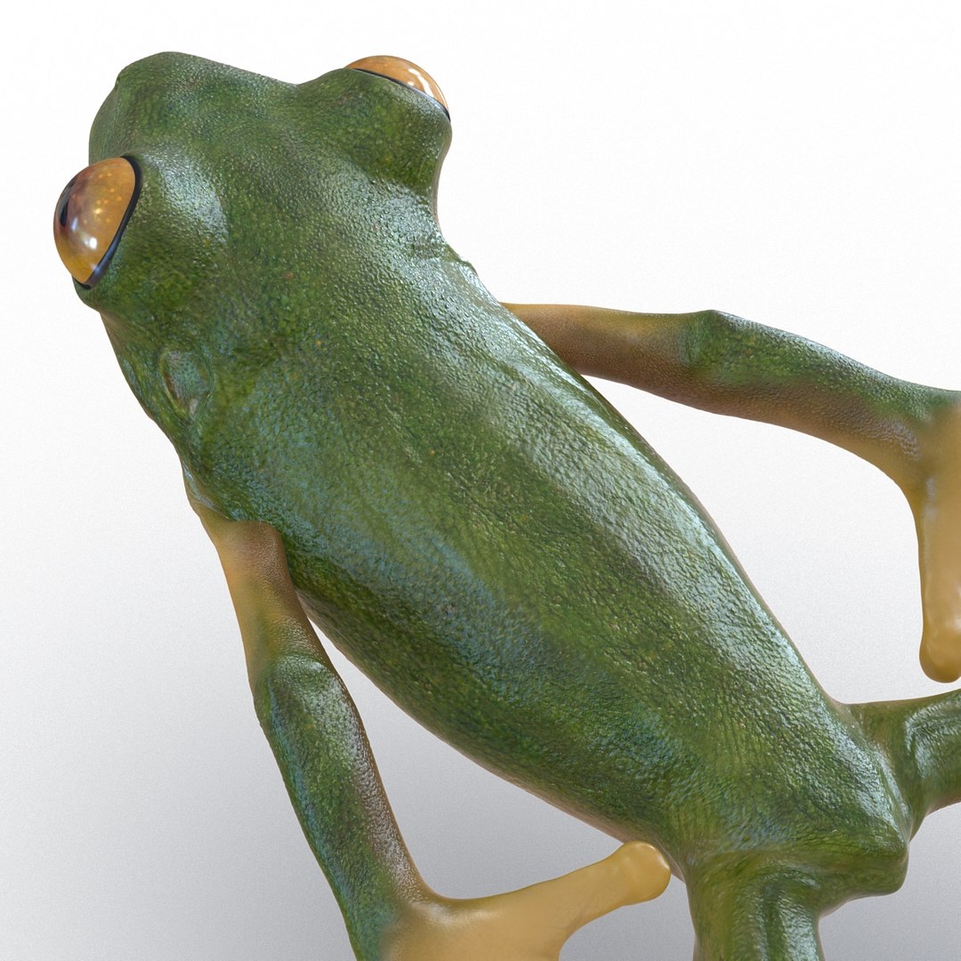 Tree Frog Pose 4 3d Model