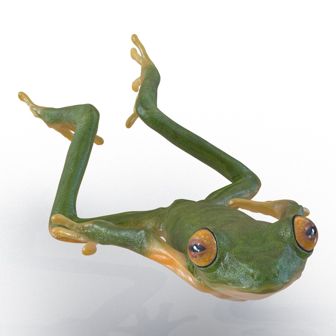 Tree Frog Pose 4 3d Model