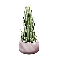 Gandiablasco - SAHARA - Sansevieria C