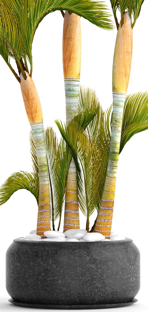 3D tropical plants https://p.turbosquid.com/ts-thumb/6f/erhpoM/1HTu16Vk/plantspalmtropick04/jpg/1507139531/1920x1080/fit_q87/7b14769253cdfc213e0052dc8fe87170f2b6e540/plantspalmtropick04.jpg