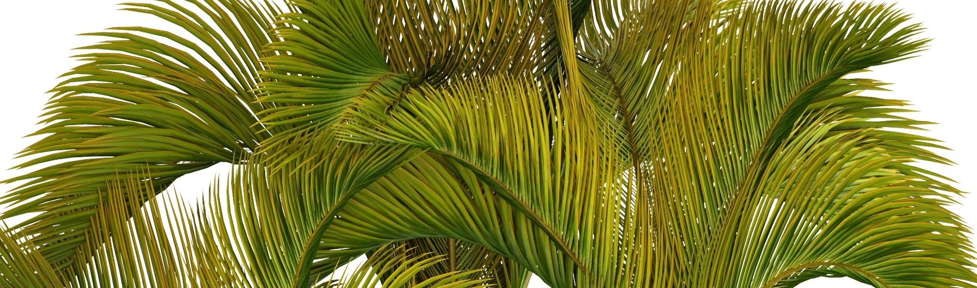 3D tropical plants https://p.turbosquid.com/ts-thumb/6f/erhpoM/1QZpTFD4/plantspalmtropick05/jpg/1507139531/1920x1080/fit_q87/e39d03306e3f6dd13c12062d352b2966da7ce50b/plantspalmtropick05.jpg