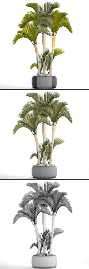 3D tropical plants https://p.turbosquid.com/ts-thumb/6f/erhpoM/78MlwbAv/plantspalmtropick06/jpg/1507139531/1920x1080/fit_q87/a6a77cd12623483012b27f891a62d0df21480f6a/plantspalmtropick06.jpg