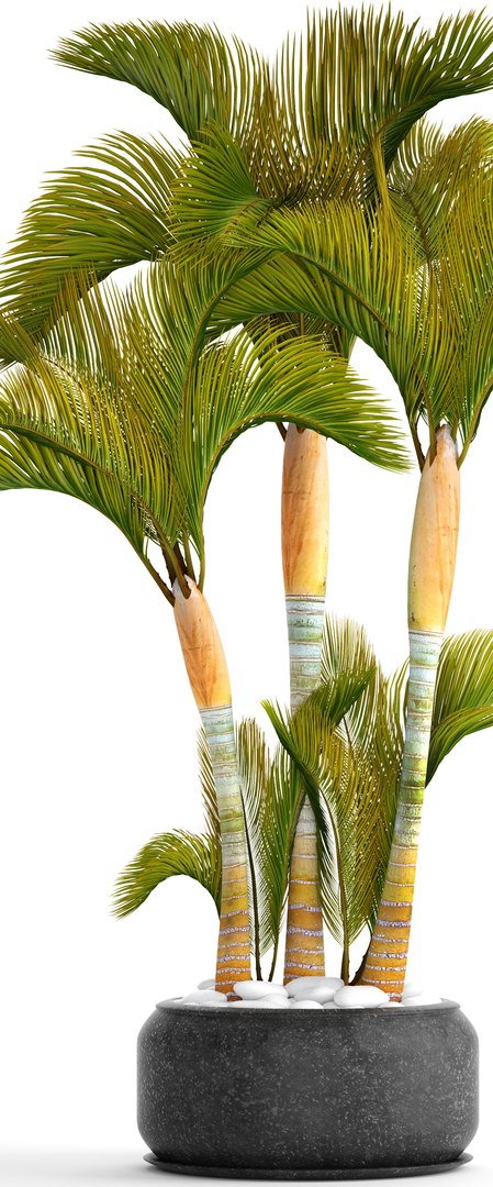 3D tropical plants https://p.turbosquid.com/ts-thumb/6f/erhpoM/8SDGIAb3/plantspalmtropick02/jpg/1507139531/1920x1080/fit_q87/9cbcf227af85666563c31971a0cd6ab4bef238a5/plantspalmtropick02.jpg