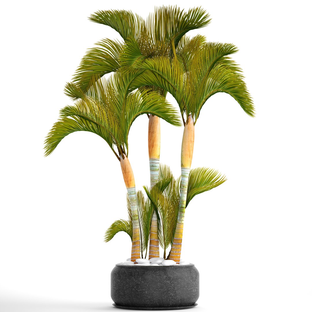 3D tropical plants https://p.turbosquid.com/ts-thumb/6f/erhpoM/AddmR2MM/plantspalmtropick01/jpg/1507139531/1920x1080/fit_q87/4661ddb56cb99b10ddbe6ef2959a48784e718f40/plantspalmtropick01.jpg