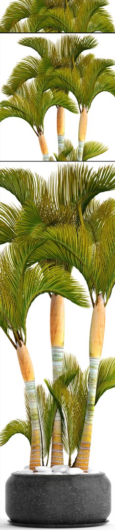 3D tropical plants https://p.turbosquid.com/ts-thumb/6f/erhpoM/ZrXHdWSS/plantspalmtropick10/jpg/1507139531/1920x1080/fit_q87/75ed0087101893166543e93432ab34243c4ffc73/plantspalmtropick10.jpg